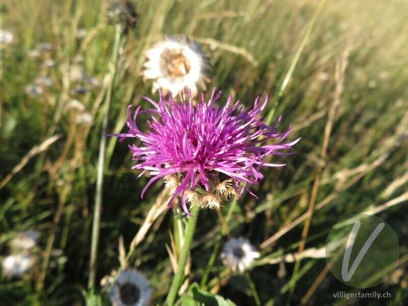 Alpen-Skabiosen-Flockenblume: Übersicht